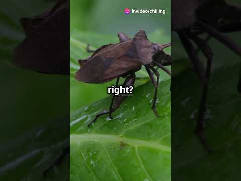 Dangerous insects | Top 5 dangerous insects in the world #shorts #wildlife