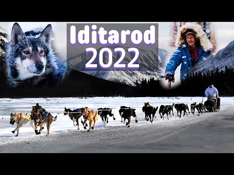 2022 IDITAROD: Everything You Need to Know