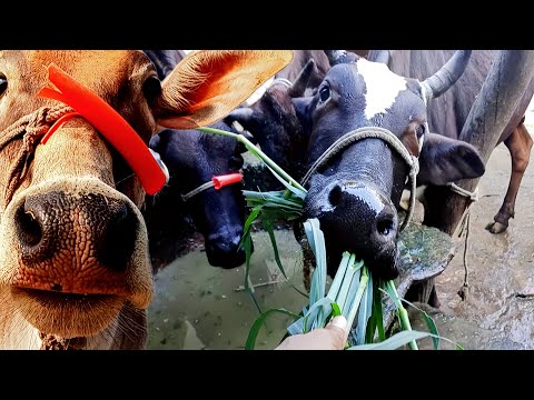 একি হলো গরু আর আমি টানাটানি | Ya keya howa | funny cow video | cow mooing mooing sound