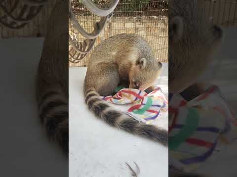 The sniffiest snoot on the block! Our coatis love exploring scents like cologne and perfume.