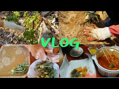 귀농 귀촌 브이로그 시골일상 : 두릅, 엄나무순, 오가피순, 모종작업(ft.엽떡) VLOG, country life, TTEOKBOKKI