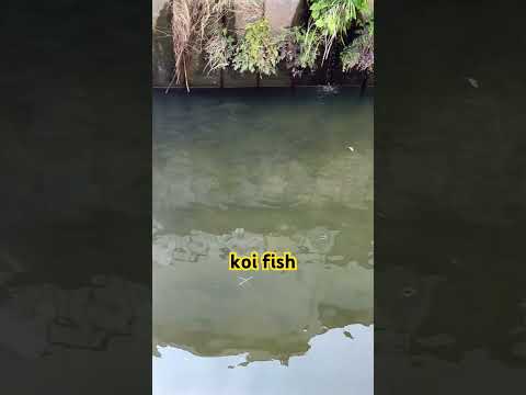 Koi fish in Japan