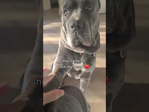 Blue Cane Corso #canecorso #italianmastiff #canecorsopuppies #largebreed