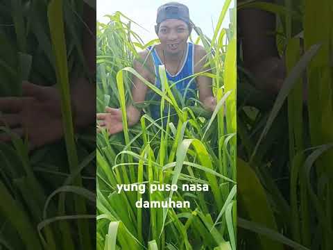 nasa damuhan ang puso #reels #shorts #shortsviral #comedy #funny #entertainment #viralshort