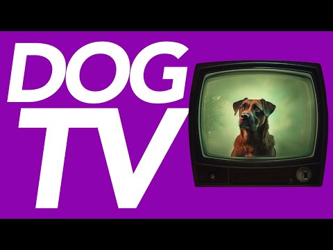 TV For Dogs LIVE - 24/7 Entertainment for Your Dog to Enjoy! - Petflix Experience for Dogs