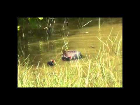 Common Moorhen in the Caribbean