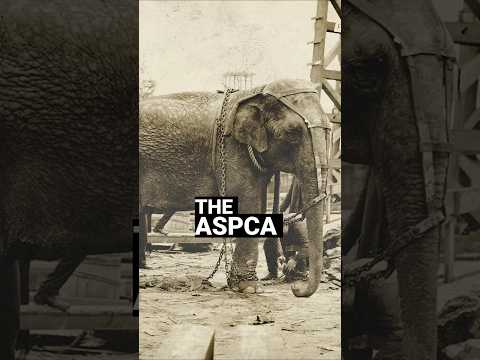 Thomas Edison the Elephant Killer #shorts #shortsvideo #facts #history #podcast #trivia