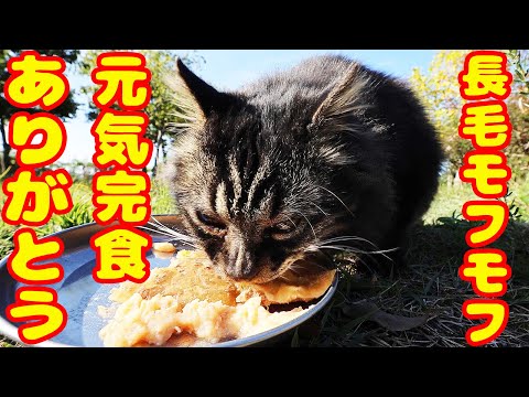 空腹な長毛モフモフ猫にご飯をあげたら・・・