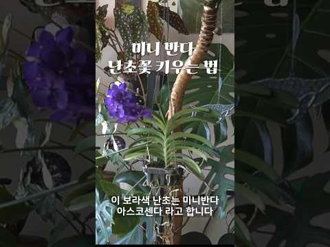 미니반다 아스코센다 난초꽃 계속 피게 피우는 방법