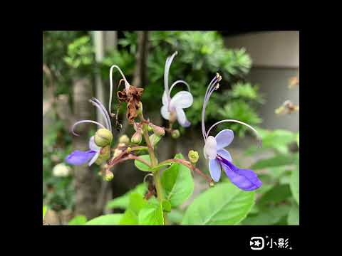 藍蝴蝶花，奇特的花朵，美麗優雅