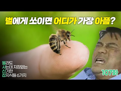 벌에게 쏘이면 신체 중 어디가 가장 아플까 ? (몰사신잡 107화)