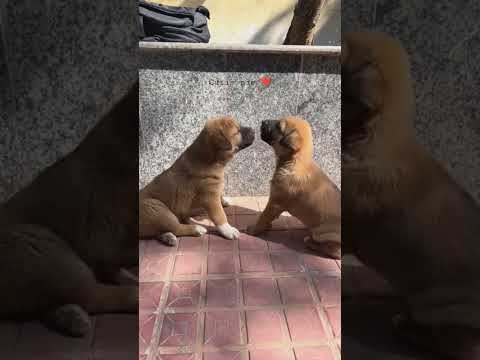 Street dogs are love ❤️ #trending #doglover #dog #viralshorts #cutiepie #youtubeshort