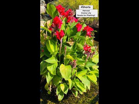 How to Harvest Canna Lily Seed and Prepare It For Planting! 🌿 (Gardening Shorts)