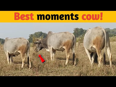 best moments cow || cute cow||