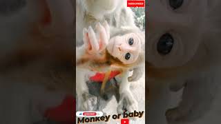 #funny #bandar #2022trends #animal #trending #viral #trending2022 #youtubeshorts #cutebaby #cute