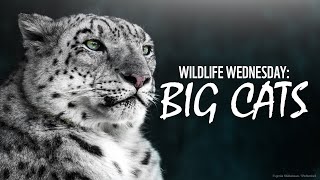 Wildlife Wednesday: Big Cats