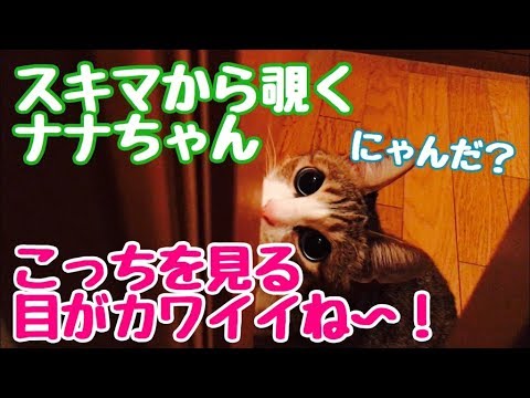 スキマから覗く　ネコ