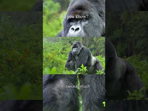 “Mind-Blowing Facts About a Typical Silverback’s Weight and Height!” #SilverbackGorilla#animalfacts