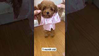 5 months puppy’s life growth journey 🐶 #puppy #puppylife #poodle #dog #viralshorts