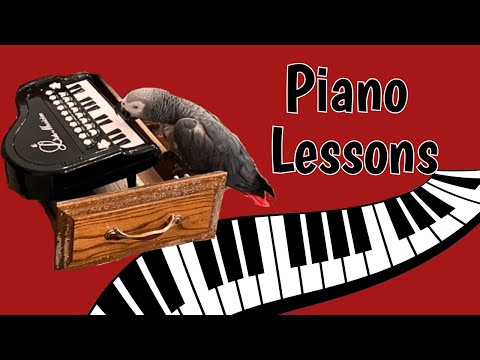 Einstein’s Piano Lesson – A Musical Parrot Prodigy! 🎹🦜