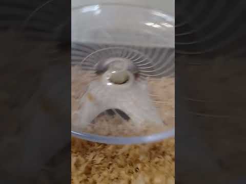 ハムスター 捕獲まで（ピク）#ハムスター #捕獲 #可愛い#癒し#隠れ家#hamsters #