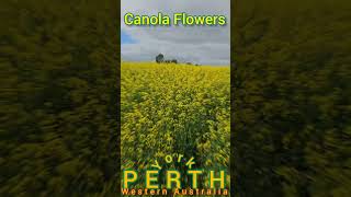 Canola Flower #canola  #canolaflowers #shorts