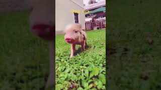 Baby pick so cute #anymals #happyanimals #cuteanimalsfunnyvideos