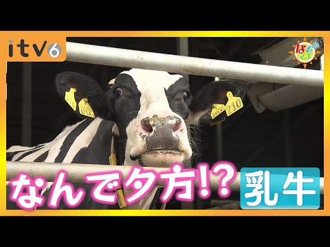 なぜ「夕方」！？牛乳のおいしさのヒミツ▽なぞマチ!? 2024/11/2（土）