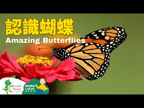 Butterflies in Chinese 神奇的蝴蝶 | Animal Vocabulary | Learn Chinese for Kids, Toddlers & Preschoolers