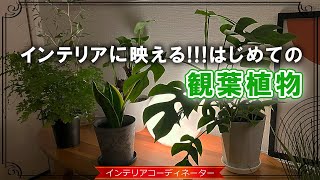 【観葉植物】初心者におすすめ9選！おしゃれで育てやすい植物はコレ！