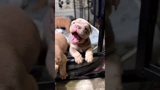 Puppy growls ☺️ #petlover#puppy #bulldog #dogbreed #puppylife #puppy videos #puppies