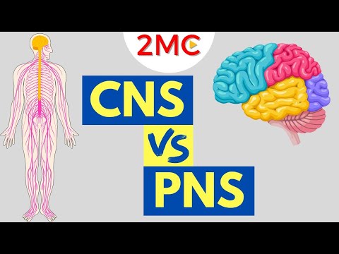 Central Nervous System vs Peripheral Nervous System | CNS & PNS Structure and Function