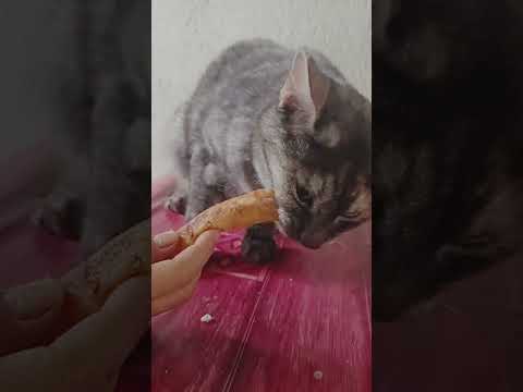 Enjoy eating chicken shanghai 😋#cat #catlover #siamese #persian #persiancat # #shortsvideo