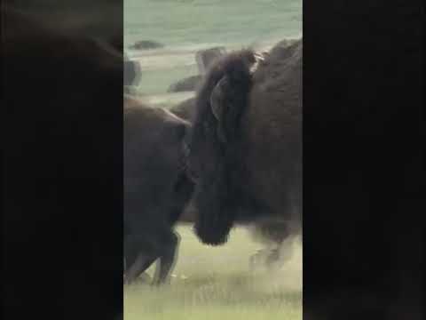 Bison Bull Adult Pair Fighting in Summer Dust Chasing in South Dakota/Animal Fight To Death Videos