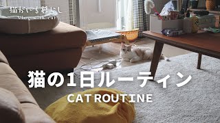 【猫の1日ルーティン】世界一幸せそうな元野良猫の一日に密着してみました 前編