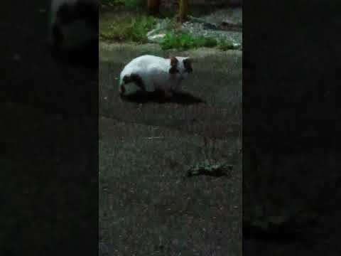 ショート754【朝食食後】#満足#😺#猫