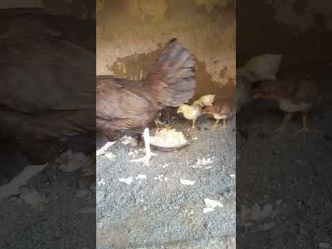 Hen chicks enjoying their food #birdfeeder #birds #henlife