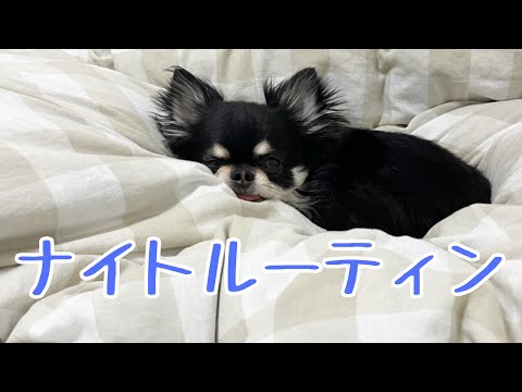 むーさんナイトルーティン#チワワ#癒し #dog