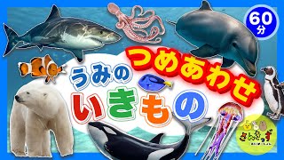 【海のいきものいっぱい60分】子供向け 水族館の知育動画まとめpart6 【うみのいきもの大集合】クジラ イルカ サメ｜うみのどうぶつ