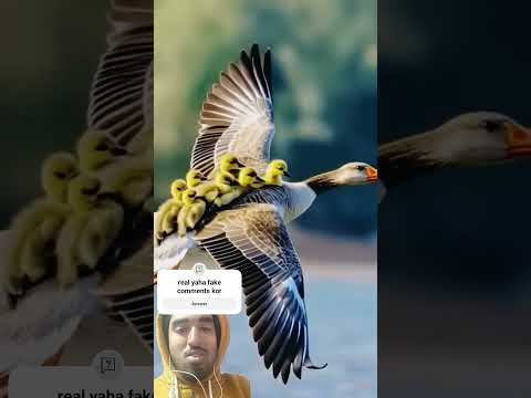 Ducks flying video.... #nature #birds #animals #birdsounds