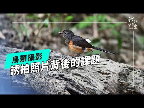 誘鳥｜一張照片背後的課題(公視我們的島 第1290集 2025-01-13)