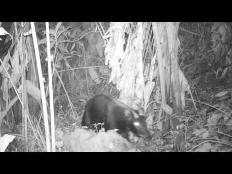 #FromTheField Sumatran serow