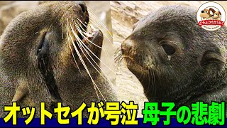 【涙】なぜ赤ちゃんは死ななければならなかったのか？キタオットセイのハーレムで起きる日常で見たのは野生の複雑さと厳しさ！【どうぶつ奇想天外／WAKUWAKU】