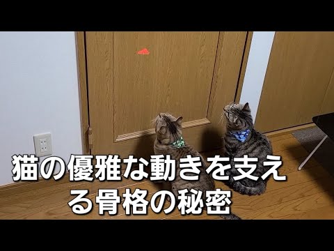 「猫の優雅な動きを支える骨格の秘密に迫る」【猫の豆知識】