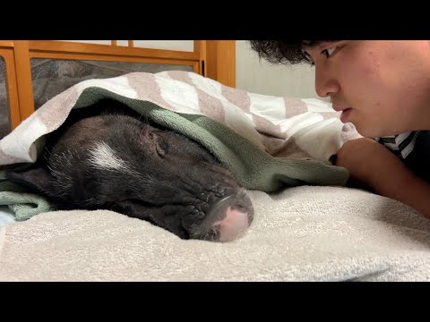 [Vomiting, Shivering, Zero Appetite] Our micro pig’s health suddenly took a turn for the worse.