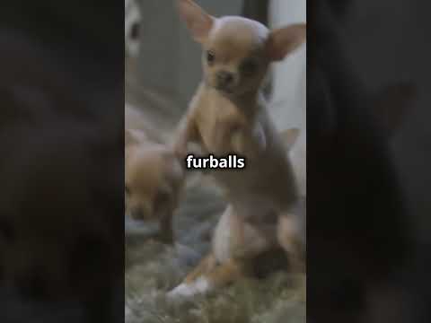 Chihuahua Puppies  Tiny Tornadoes of Fun #puppy #pets #puppyfriends #dogbreed #dog