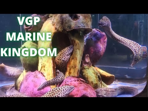 VGP Marine Kingdom |VGP Marine Kingdom Chennai|VGPMarineKingdom VirtualTour|VGP Marine KingdomReview