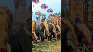 #elephant #aana #pooram #mangalamkunnukarnan #thrikkadavoorshivaraju #trending #elephant #pooram