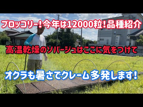 今年のブロッコリーは新品種を混ぜて12000株。夏野菜は色々な対処をしていきましょう。ソバージュオススメ防除方法も。