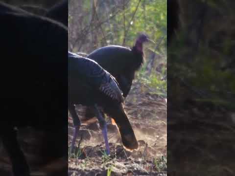 Turkeys: What You Need to Know.    #WildTurkeys #WildlifeFacts #NatureLovers